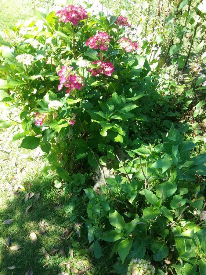 B&B Au Jardin Fleuri Marche-en-Famenne Extérieur photo
